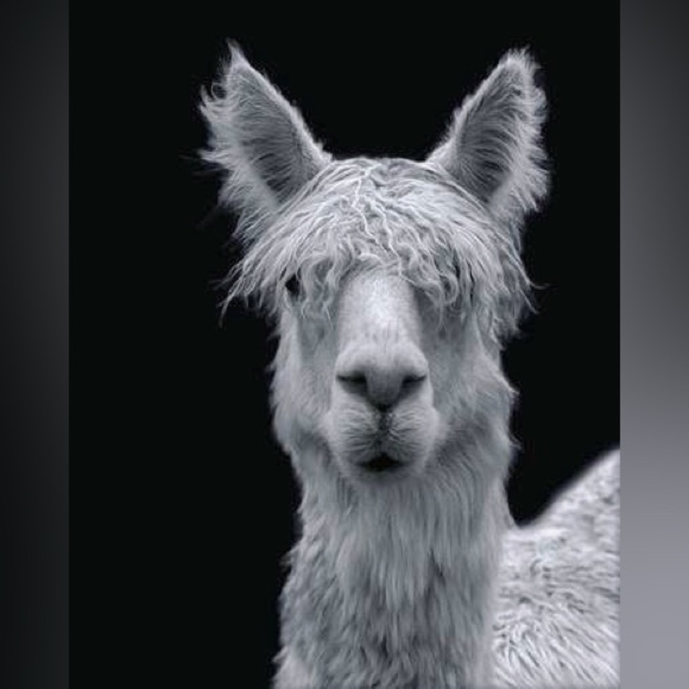 Llama Art Print- Black & White- 8.5”x11”- Grey Scale